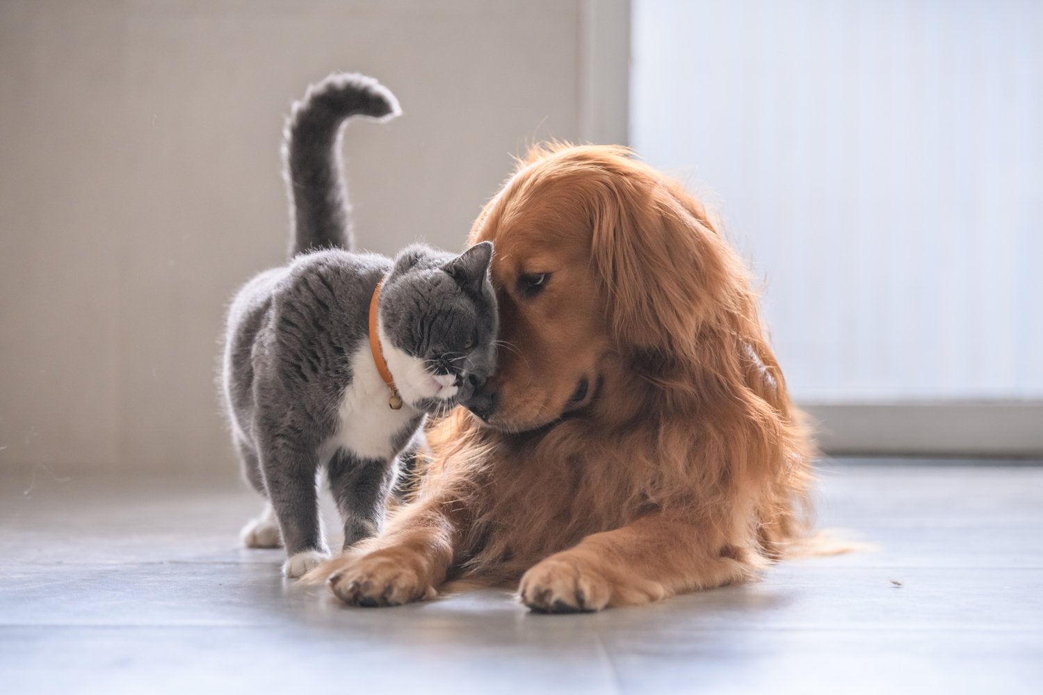 British short hair cat and golden retriever